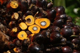 Nachhaltige Bioökonomie