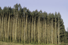 Nachhaltige Bioökonomie