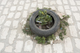 Nachhaltige Bioökonomie