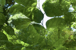 Nachhaltige Bioökonomie