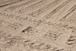 Nachhaltige Bioökonomie