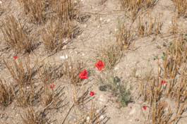 Nachhaltige Bioökonomie